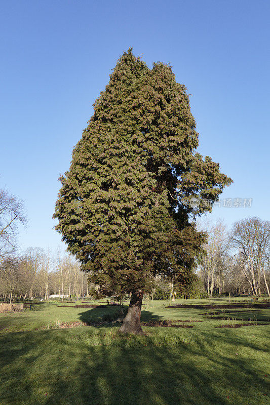 劳森松Chamaecyparis lawsoniana在英国花园